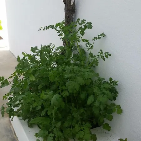 Casas Do Patheo * Obidos