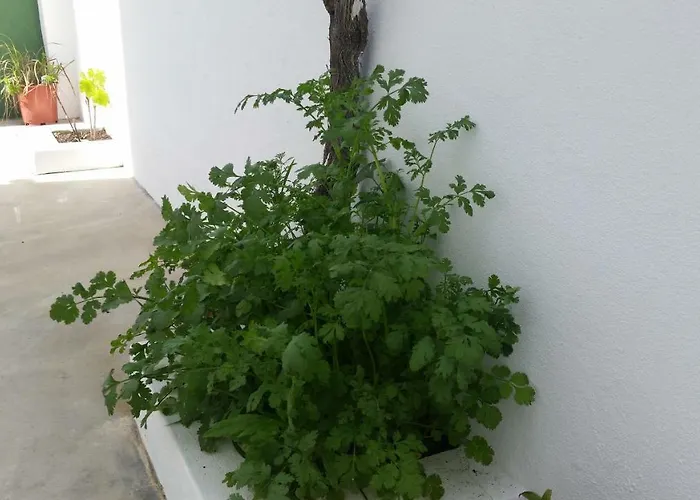 Casas Do Patheo * Óbidos